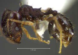 Plancia ëd <i>Pheidole mackayi</i>