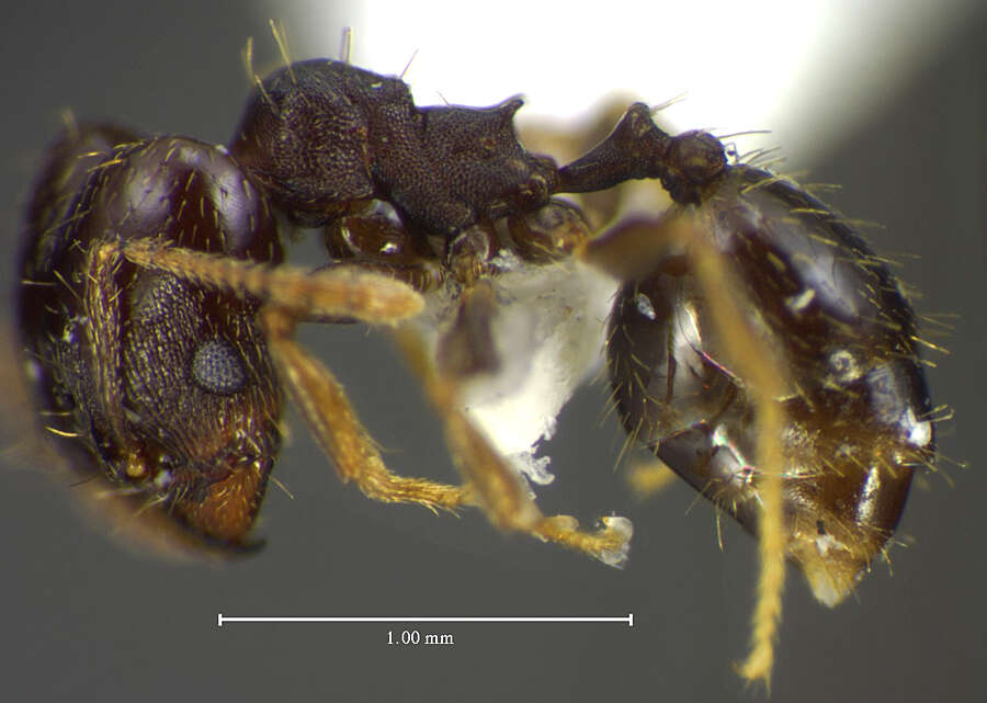 Plancia ëd <i>Pheidole mackayi</i>