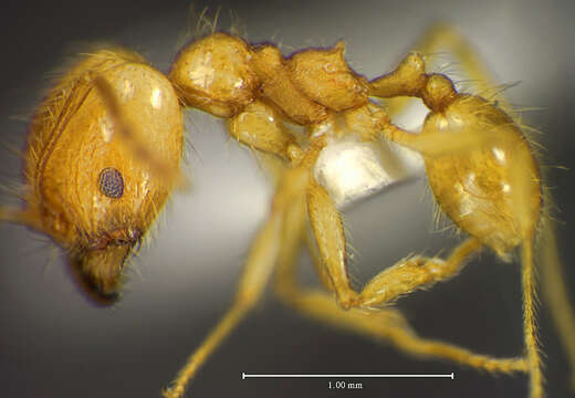 Imagem de <i>Pheidole midas</i>