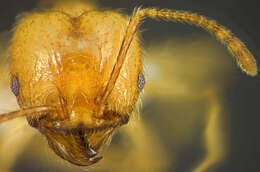 Image of <i>Pheidole midas</i>