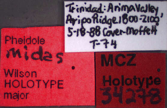 Image of <i>Pheidole midas</i>