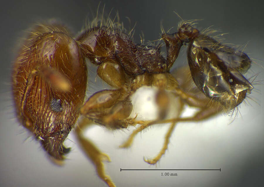 Plancia ëd <i>Pheidole moffetti</i>