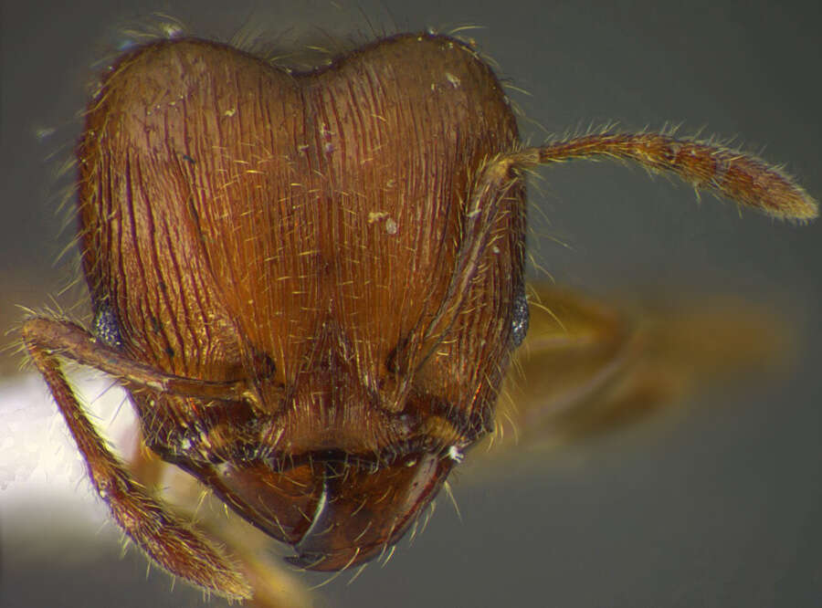 Plancia ëd <i>Pheidole moffetti</i>