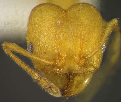 Image of <i>Pheidole brandaoi</i>