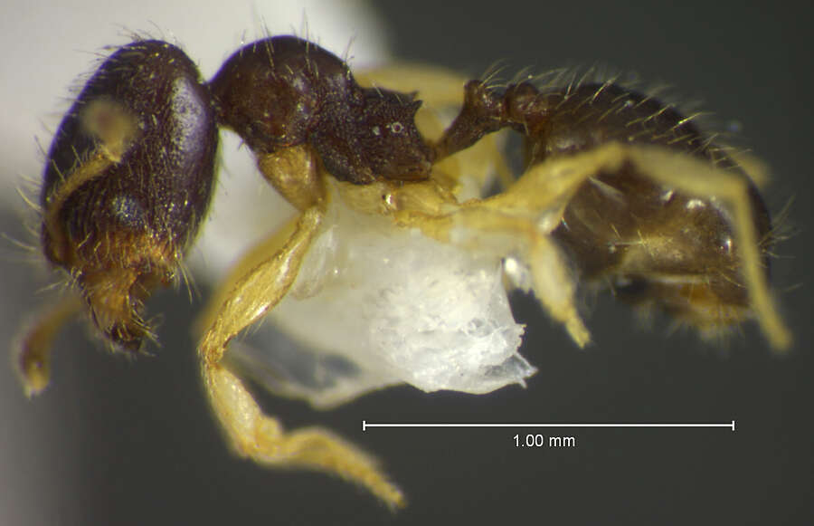 Imagem de <i>Pheidole ceibana</i>