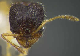 Imagem de <i>Pheidole ceibana</i>