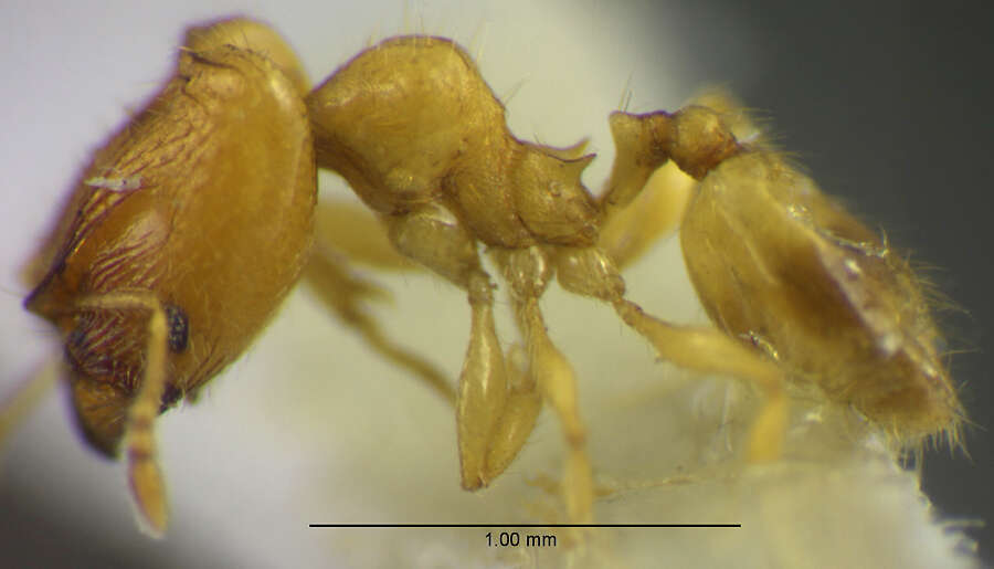 Image of <i>Pheidole fracticeps</i> Wilson