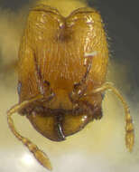 Image of <i>Pheidole fracticeps</i> Wilson