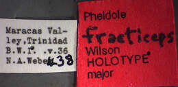 Image of <i>Pheidole fracticeps</i> Wilson