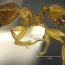 Plancia ëd <i>Pheidole grex</i>