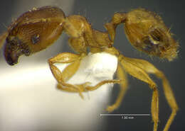 Image of <i>Pheidole grex</i>