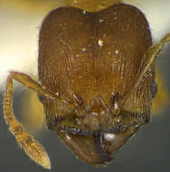 Image of <i>Pheidole grex</i>