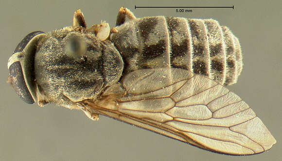 Tabanus glauconotatus Philip 1954 resmi