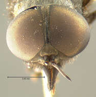 صورة Tabanus atratoides Burger 1988