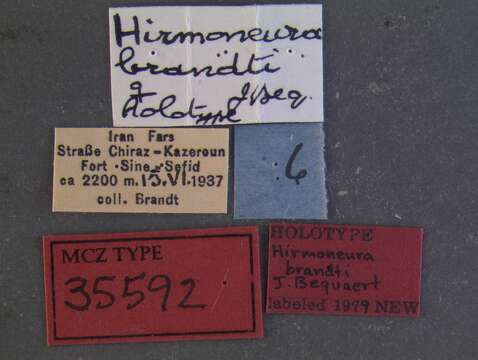 Image of Hirmoneura brandti Bequaert 1938