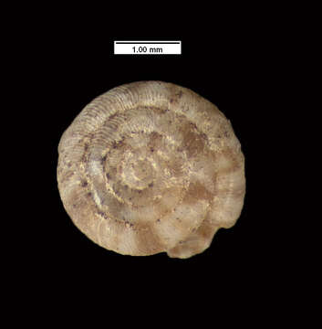 Image of Mautodontha daedalea (Gould 1846)