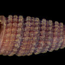 Image of <i>Cerithium modestum</i> C. B. Adams 1850