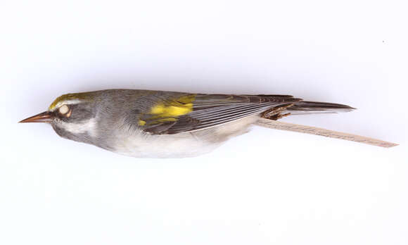 Image of Golden-winged Warbler