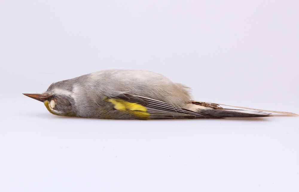 Image of Golden-winged Warbler