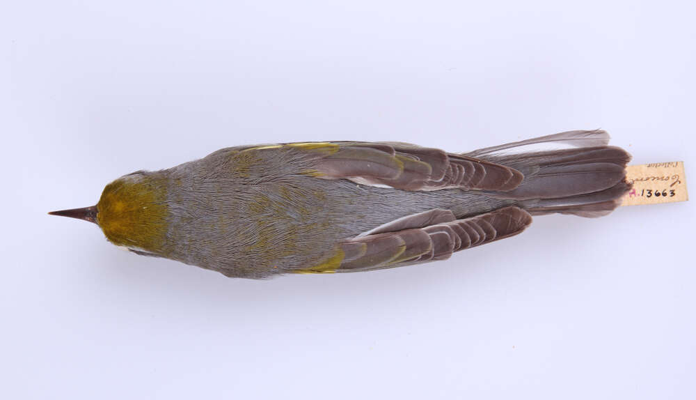 Image of Golden-winged Warbler