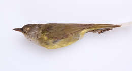 Image of Mourning Warbler