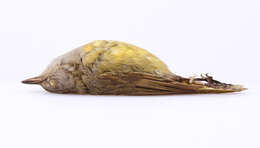 Image of Mourning Warbler