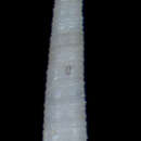 Image of Cerithiella sigsbeana (Dall 1881)