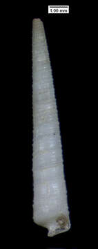 Image of Cerithiella sigsbeana (Dall 1881)