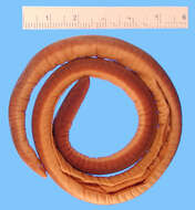 Image of Banded Caecilian