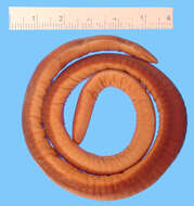 Image of Banded Caecilian