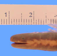 Image of Ceylon Caecilian