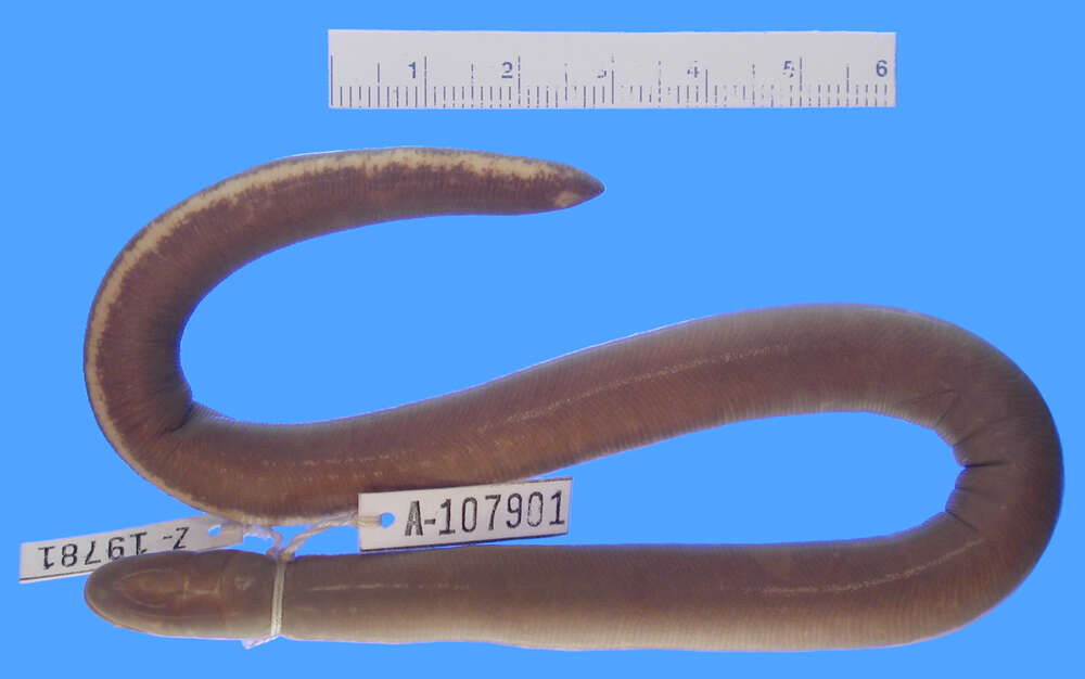 Image of Ceylon Caecilian