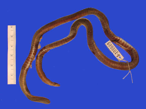 Image of Cauca caecilian