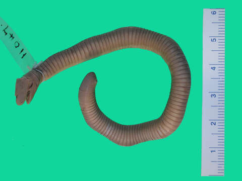 Image of Mexican Caecilian