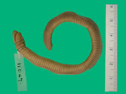 Image of Mexican Caecilian