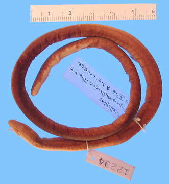 Image of Nyingwa caecilian