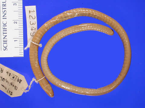 Image of Uluguru African Caecilian