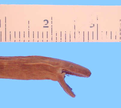 Image of Bombay Caecilian