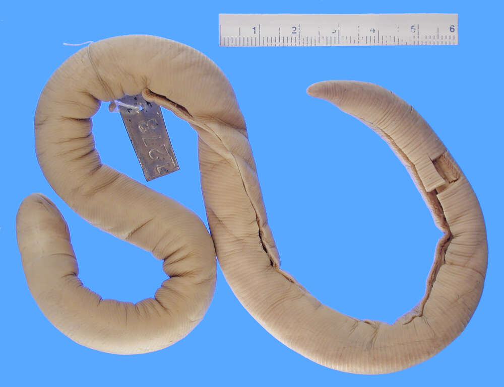 Image of Bombay Caecilian