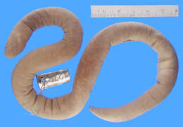 Image of Bombay Caecilian