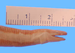 Image of Beddome's Caecilian