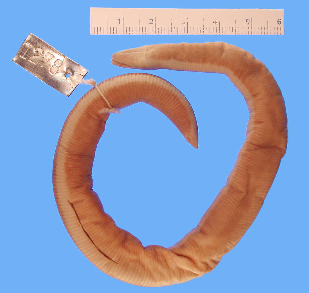 Image of Beddome's Caecilian