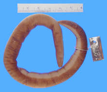 Image of Beddome's Caecilian