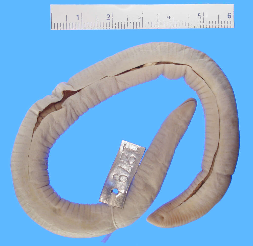 Image of Dark-brown Caecilian