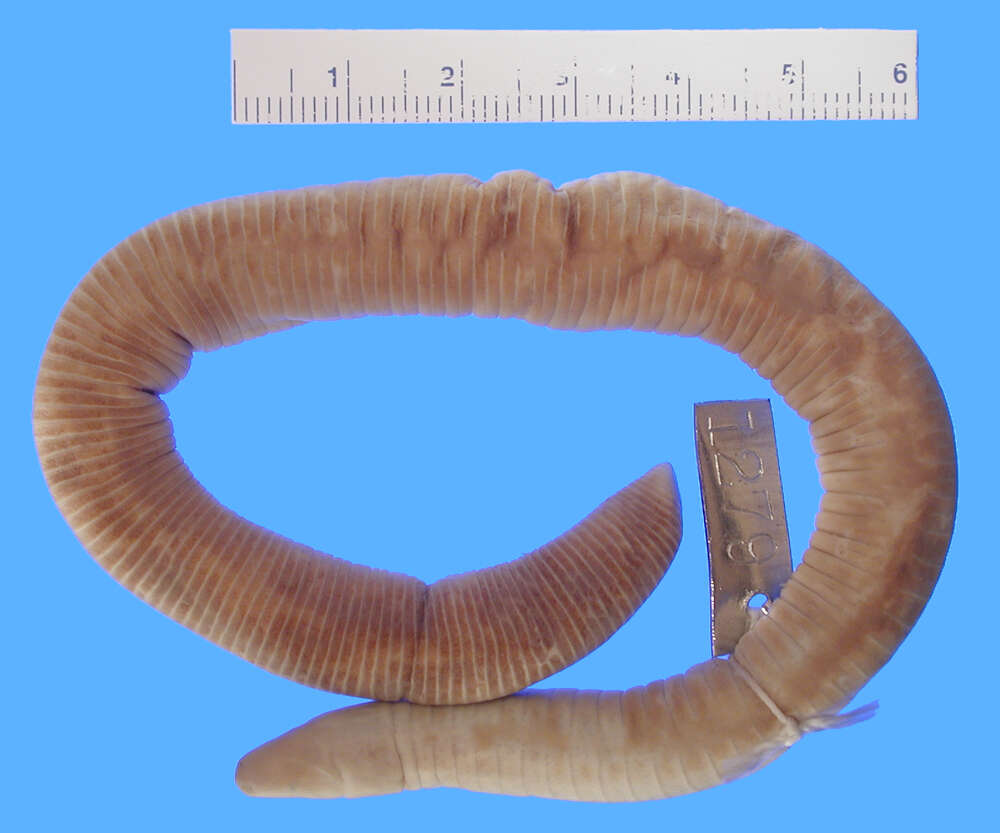 Image of Dark-brown Caecilian