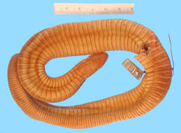 Image of Mexican Caecilian