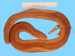 Image of Mexican Caecilian