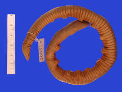 Image of Mexican Caecilian