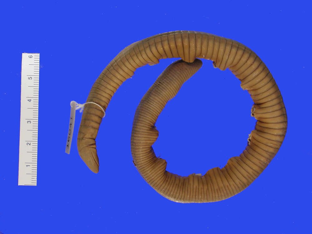 Image of Mexican Caecilian