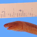 Image of Kirk's Caecilian